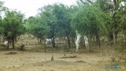 Kena_Amboseli_Tsavo