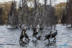 Kena_Naivasha