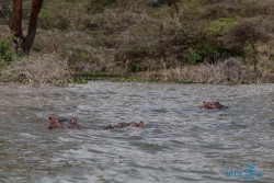 Kena_Naivasha