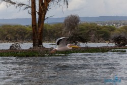 Kena_Naivasha