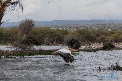 Kena_Naivasha