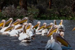 Kena_Naivasha
