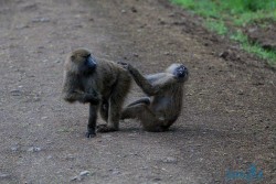 Kena_Nakuru