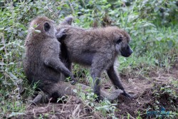 Kena_Nakuru