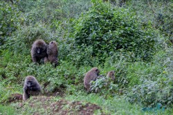 Kena_Nakuru