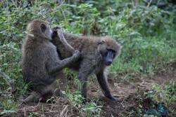 Kena_Nakuru
