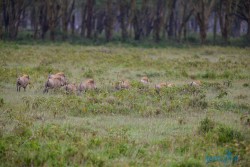 Kena_Nakuru