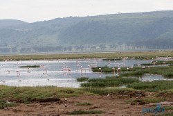 Kena_Nakuru