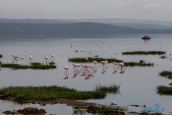 Kena_Nakuru