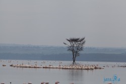 Kena_Nakuru