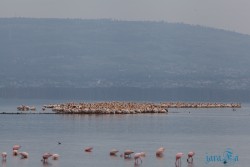 Kena_Nakuru