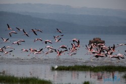 Kena_Nakuru