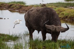 Kena_Nakuru
