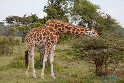 Kena_Nakuru