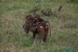 Kena_Nakuru