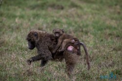 Kena_Nakuru