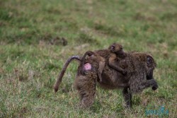 Kena_Nakuru