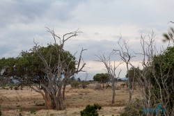 Kena_Tsavo