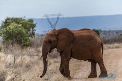 Kena_Tsavo