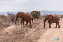 Kena_Tsavo