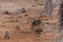 Kena_Tsavo