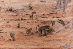 Kena_Tsavo
