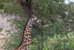 Kena_Tsavo