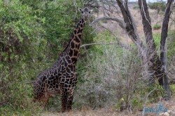 Kena_Tsavo