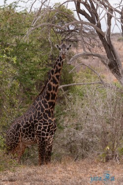 Kena_Tsavo