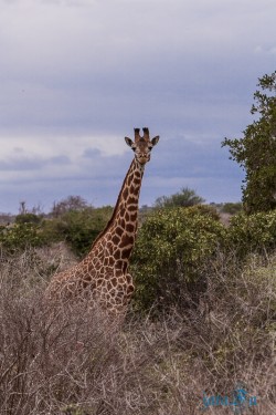 Kena_Tsavo
