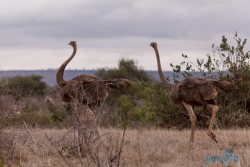Kena_Tsavo