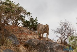 Kena_Tsavo