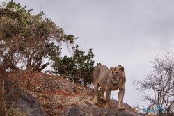 Kena_Tsavo