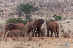 Kena_Tsavo
