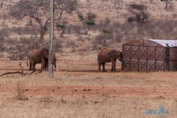 Kena_Tsavo