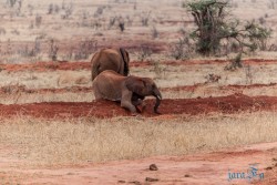 Kena_Tsavo