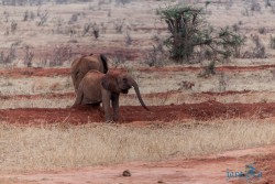 Kena_Tsavo