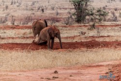 Kena_Tsavo