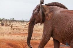 Kena_Tsavo