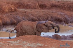 Kena_Tsavo