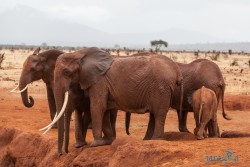 Kena_Tsavo