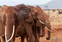 Kena_Tsavo