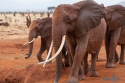 Kena_Tsavo