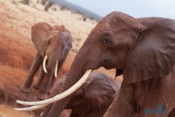 Kena_Tsavo