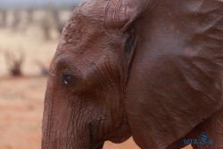Kena_Tsavo