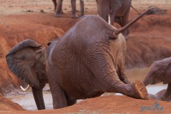Kena_Tsavo