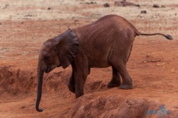 Kena_Tsavo