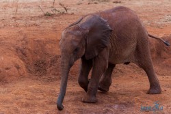 Kena_Tsavo