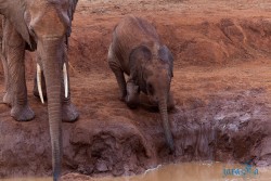 Kena_Tsavo