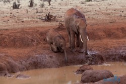 Kena_Tsavo